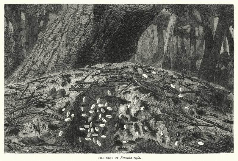 The Nest of Formica Rufa by English School