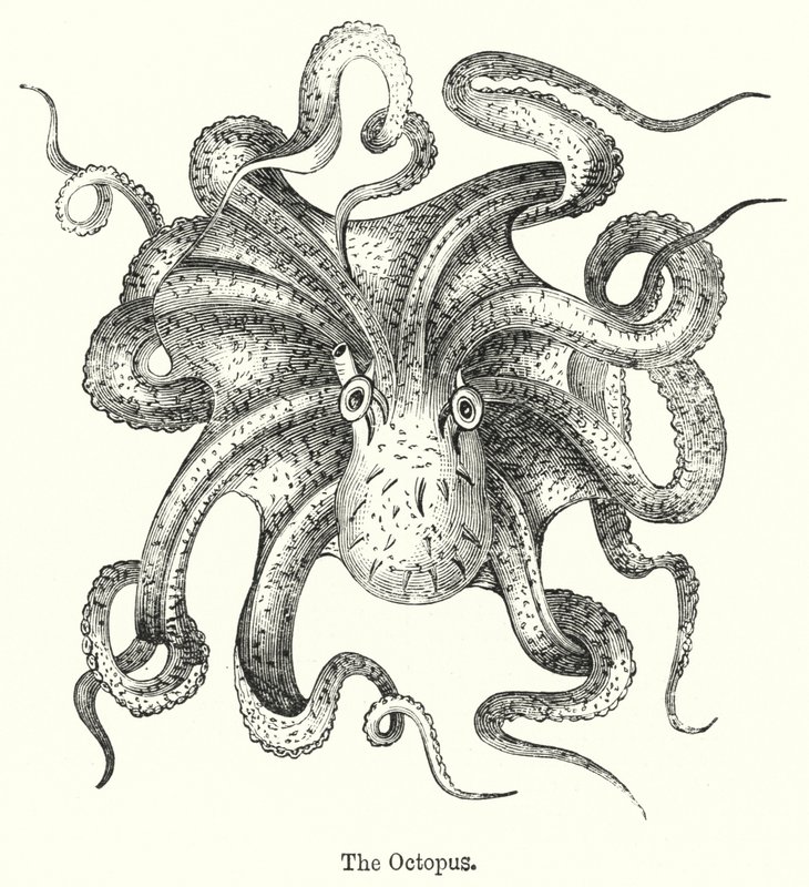 The Octopus by English School