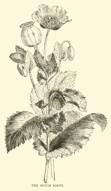 The Opium Poppy by English School