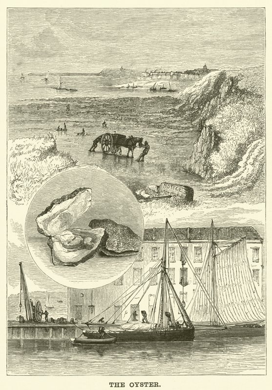 The Oyster by English School