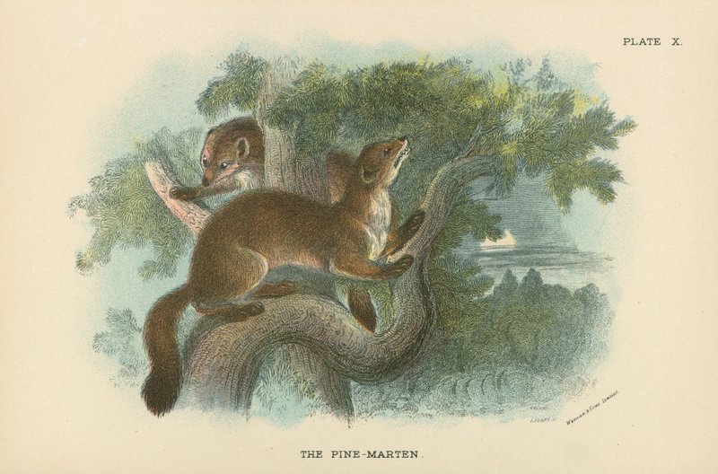 The Pine-Marten by English School