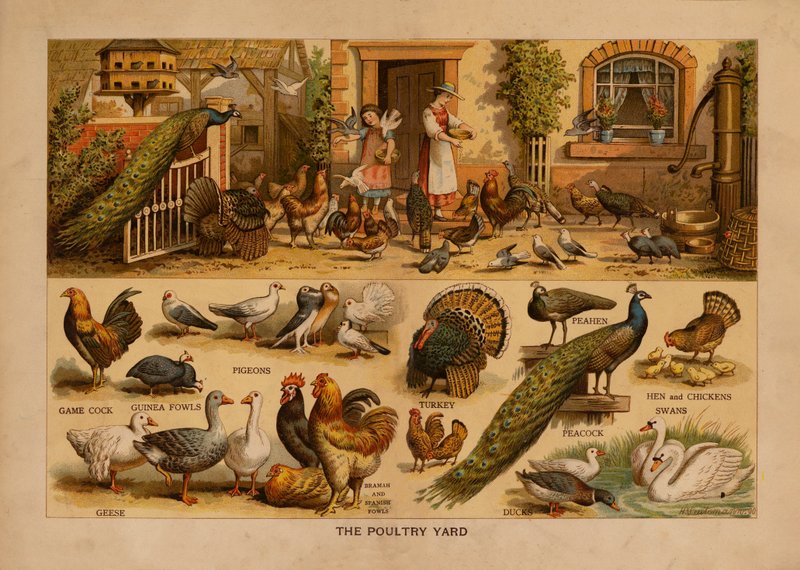 The Poultry Yard by English School
