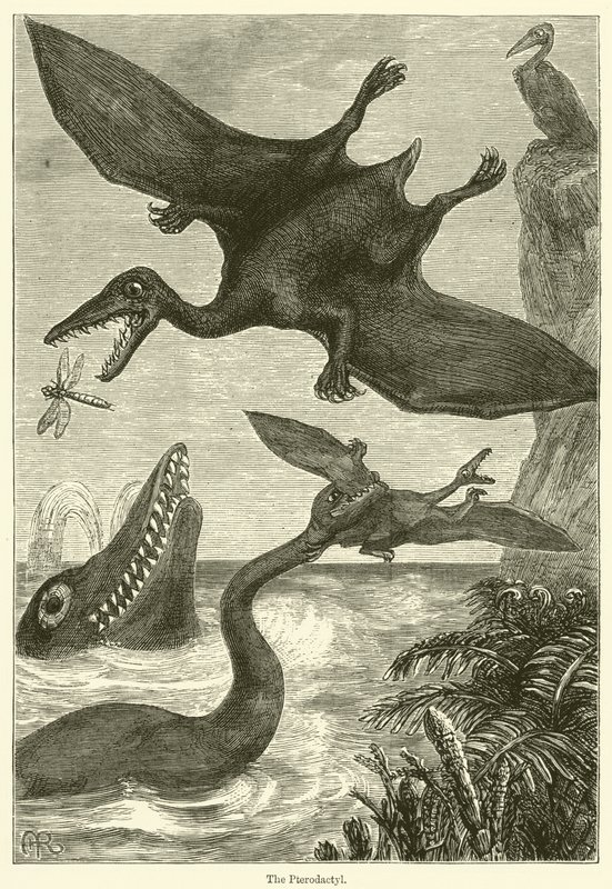 The Pterodactyl by English School