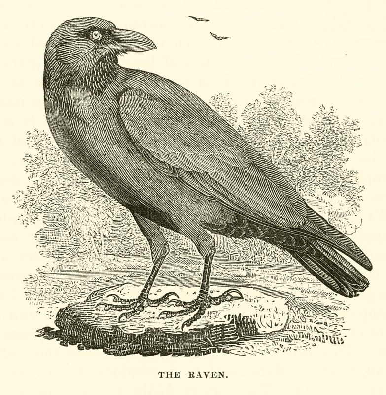 The Raven (engraving) by English School