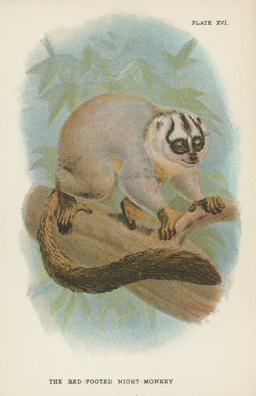 The Red-Footed Night-Monkey by English School