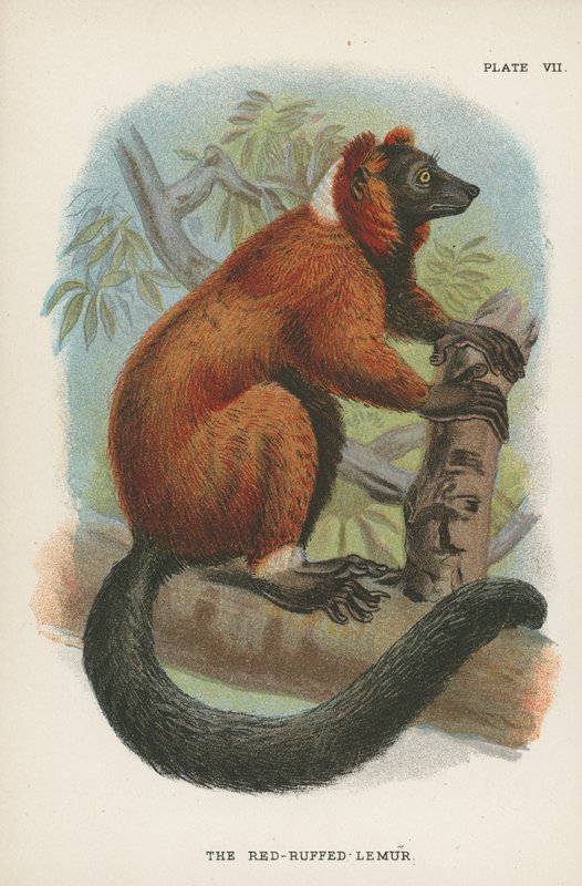 The Red-Ruffed Lemur by English School
