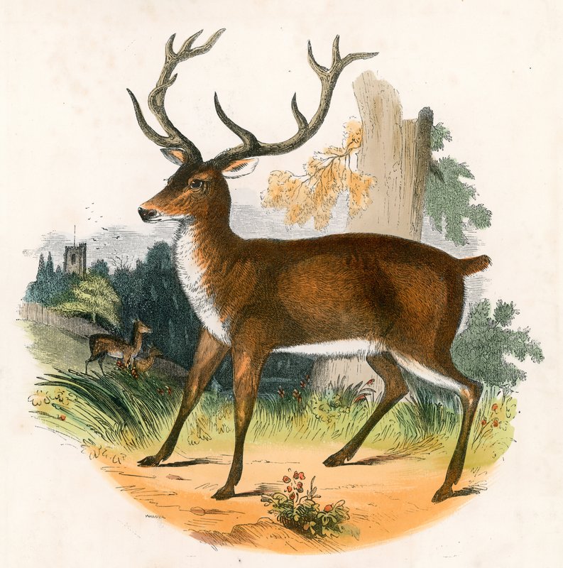 The Red Deer by English School