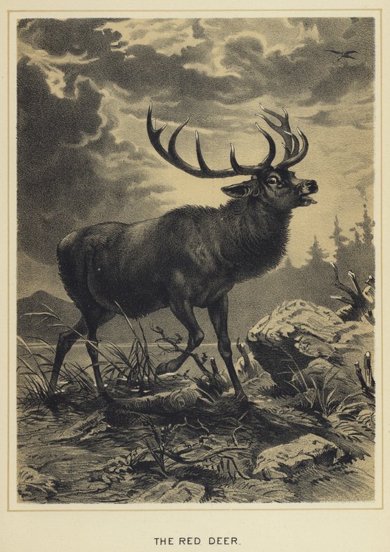 The Red Deer by English School