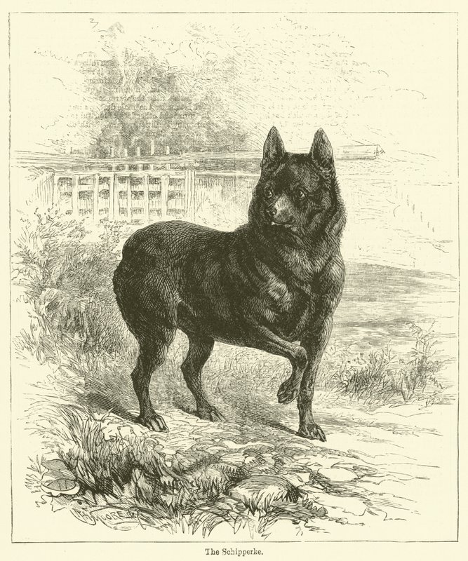 The Schipperke by English School