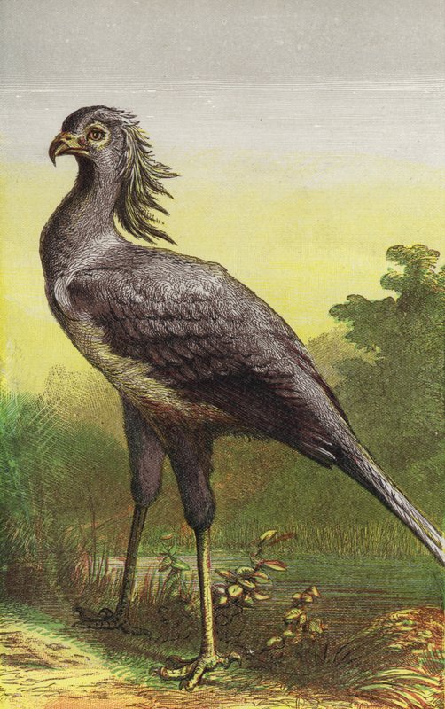 The Secretary Bird by English School