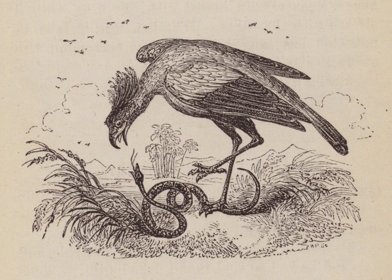 The Secretary Bird by English School