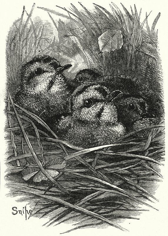 The Snipe Family at Home by English School
