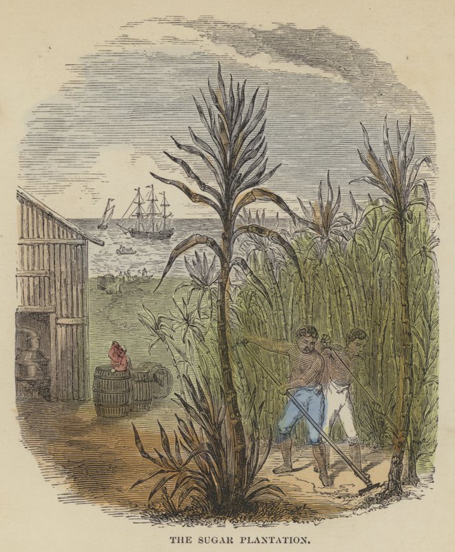 The Sugar Plantation by English School
