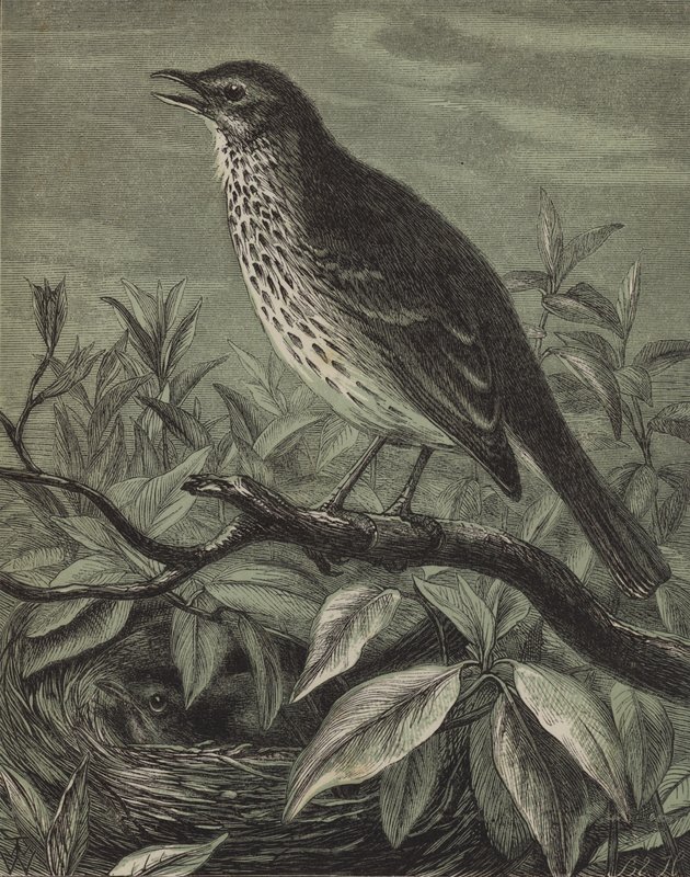 The Thrush by English School