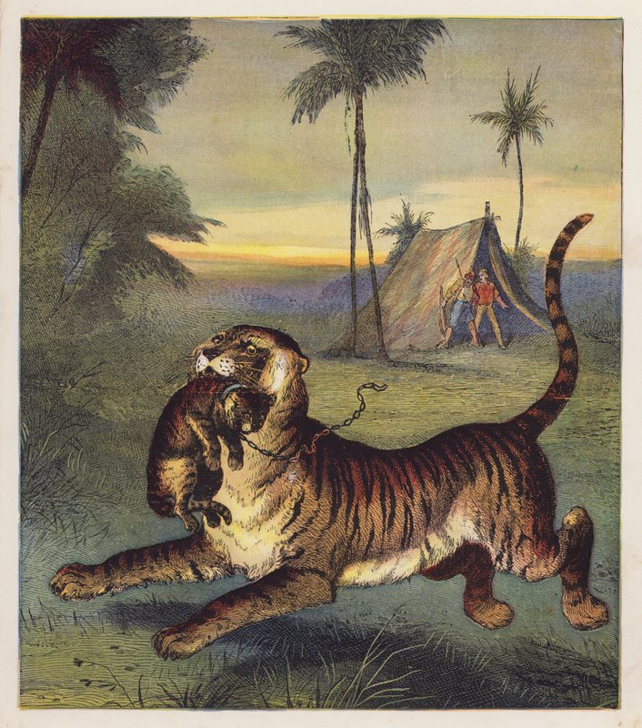 The Tiger-Cub by English School