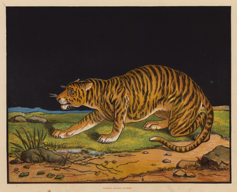 The Tiger by English School
