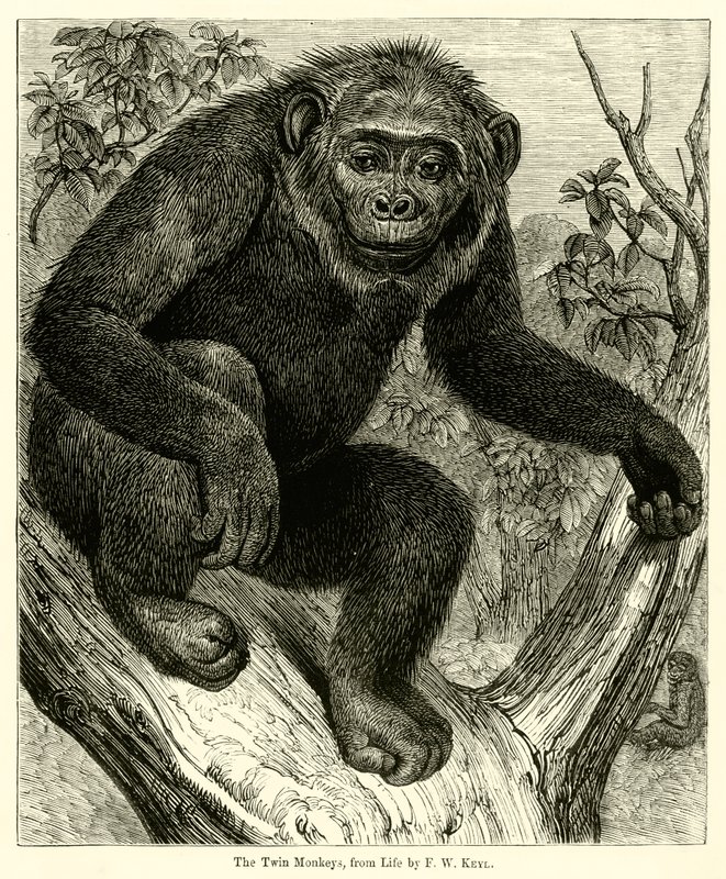 The Twin Monkeys, from Life by English School
