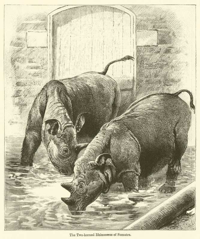 The Two-Horned Rhinoceros of Sumatra by English School