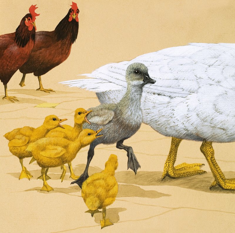 The Ugly Duckling by English School