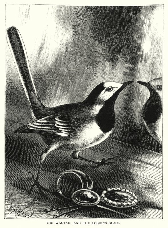 The Wagtail and the Looking-Glass by English School