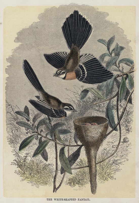 The White-Shafted Fantail by English School