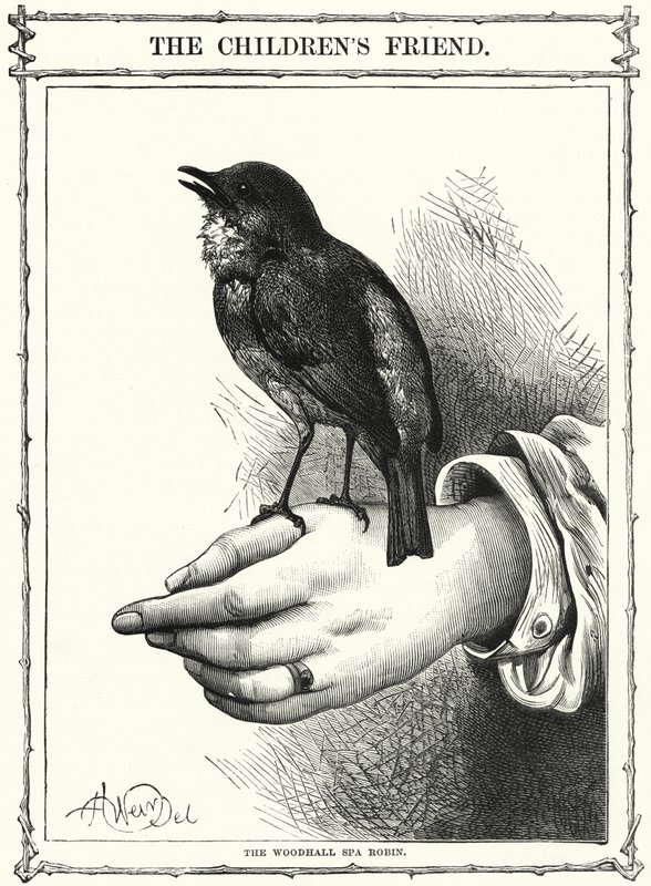 The Woodhall Spa Robin by English School