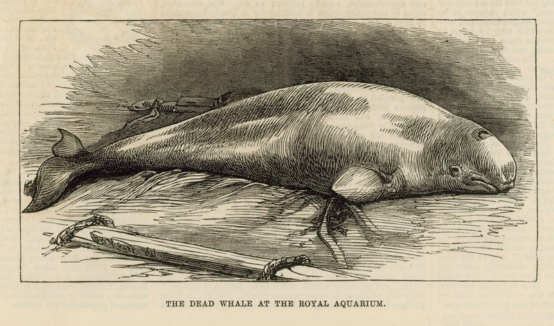 The Dead Whale at the Royal Aquarium by English School