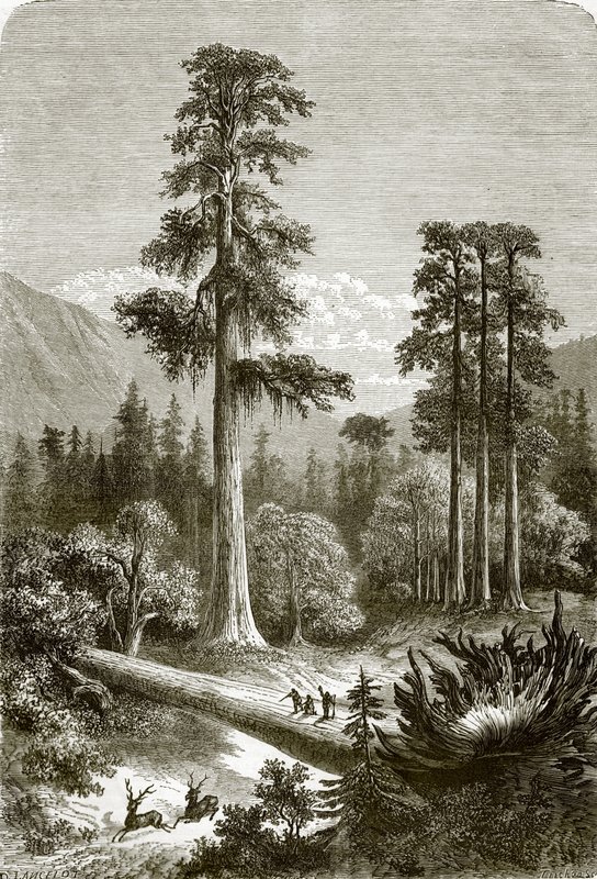 The great pine trees of Sonora by English School