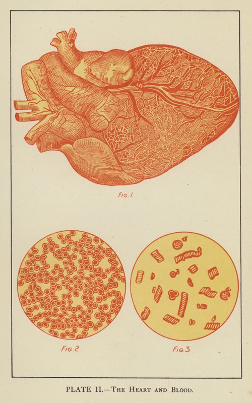 The Heart and Blood by English School