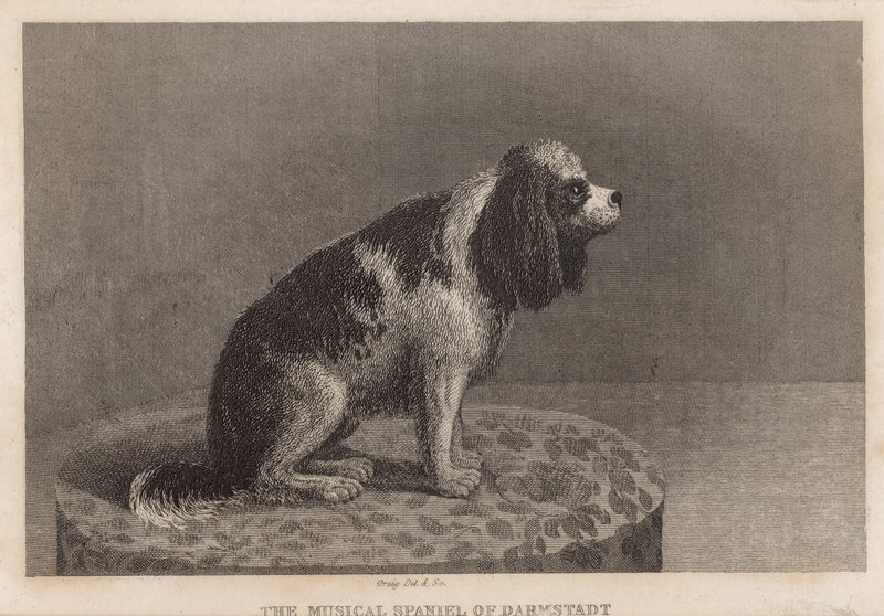 The Musical Spaniel of Darmstadt by English School