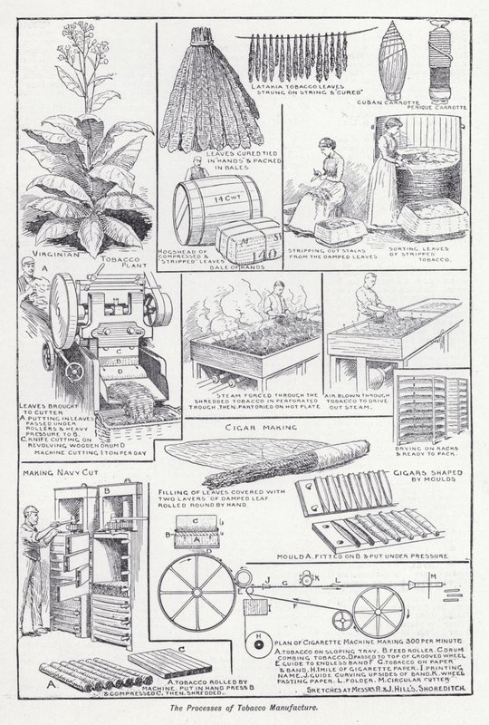 The Processes of Tobacco Manufacture by English School