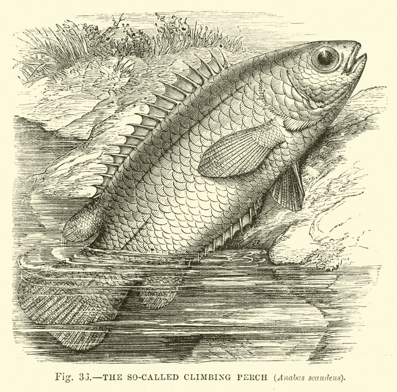 The So-Called Climbing Perch, Anabas Scandens by English School