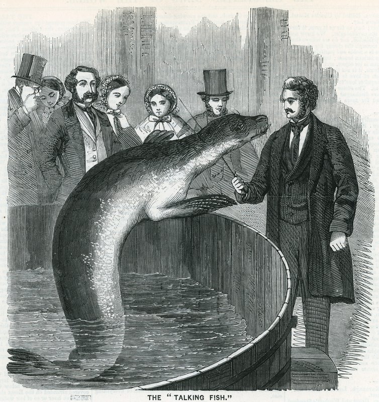 The Talking Fish by English School