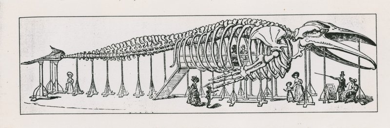 The whole skeleton lounge at Charing Cross by English School