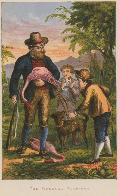 The Wounded Flamingo by English School