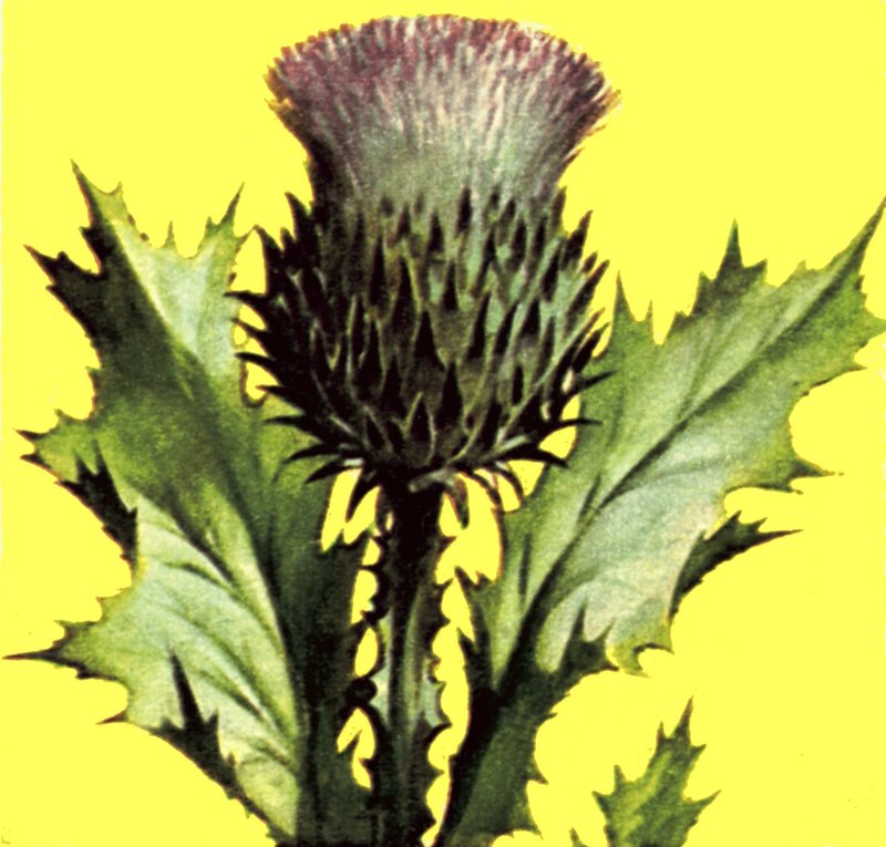 Thistle by English School