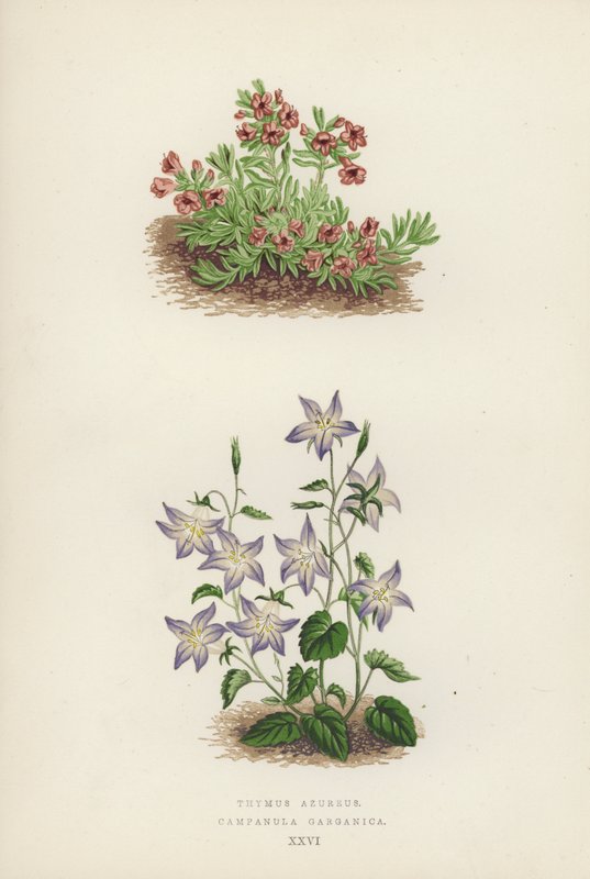 Thymus Azureus; Campanula Garganica by English School