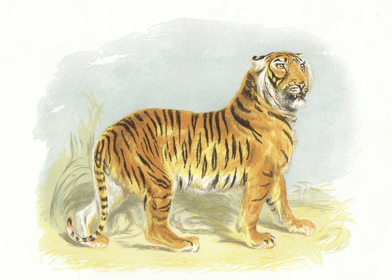 Tiger by English School