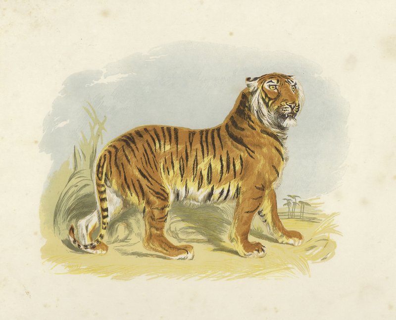 Tiger by English School