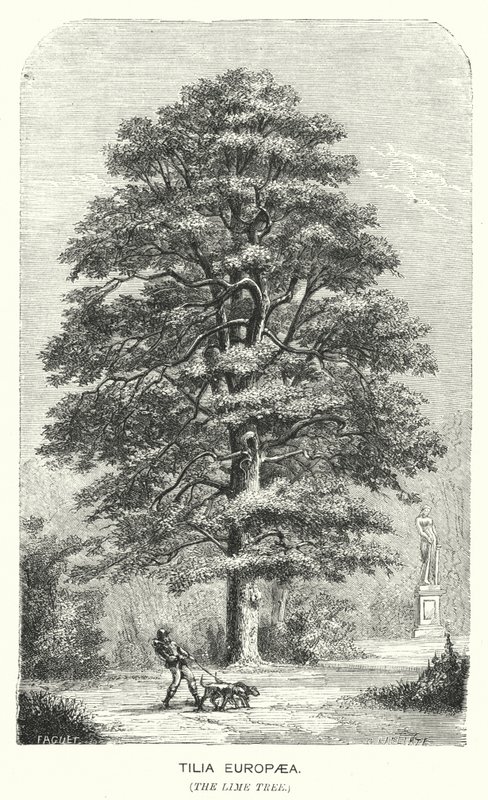 Tilia Europaea, The Lime Tree by English School