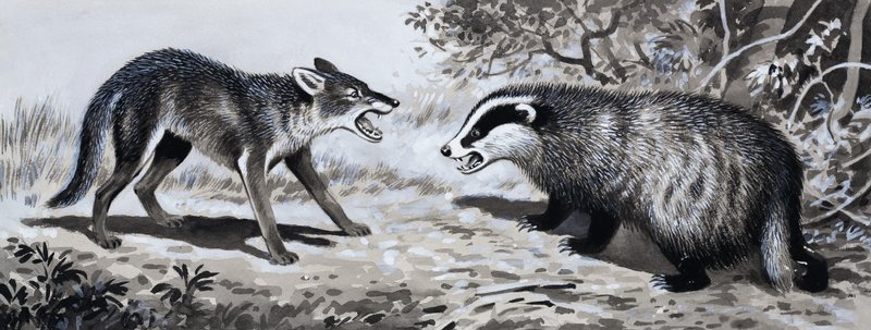Tooth and Claw: Animals in Combat by English School