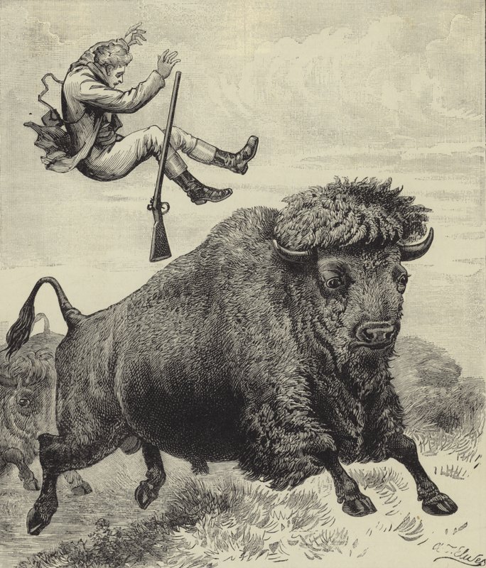 Tossed by a prairie bull by English School