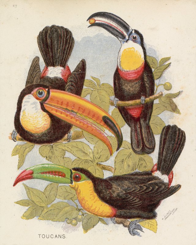 Toucans by English School