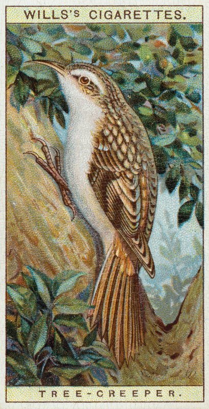 Tree Creeper by English School