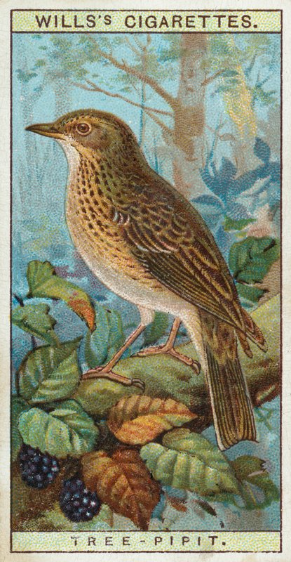 Tree Pipit by English School