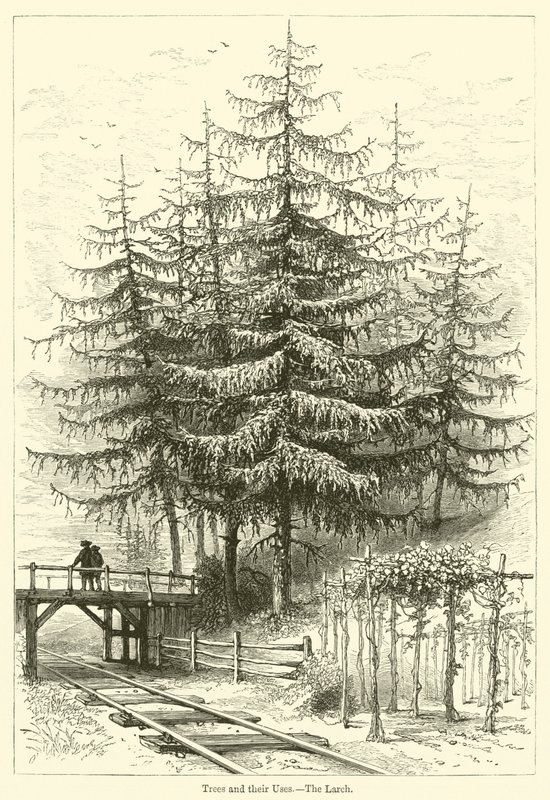 Trees and their Uses, The Larch by English School