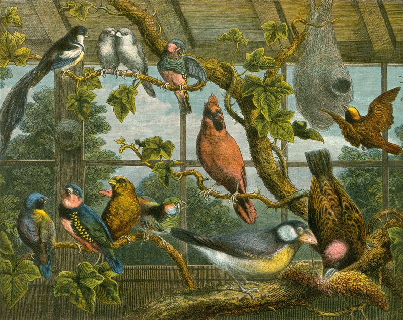 Tropical birds by English School