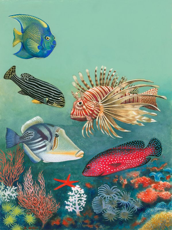 Tropical Fish by English School