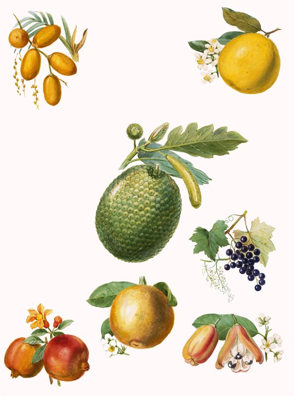 Tropical fruit by English School