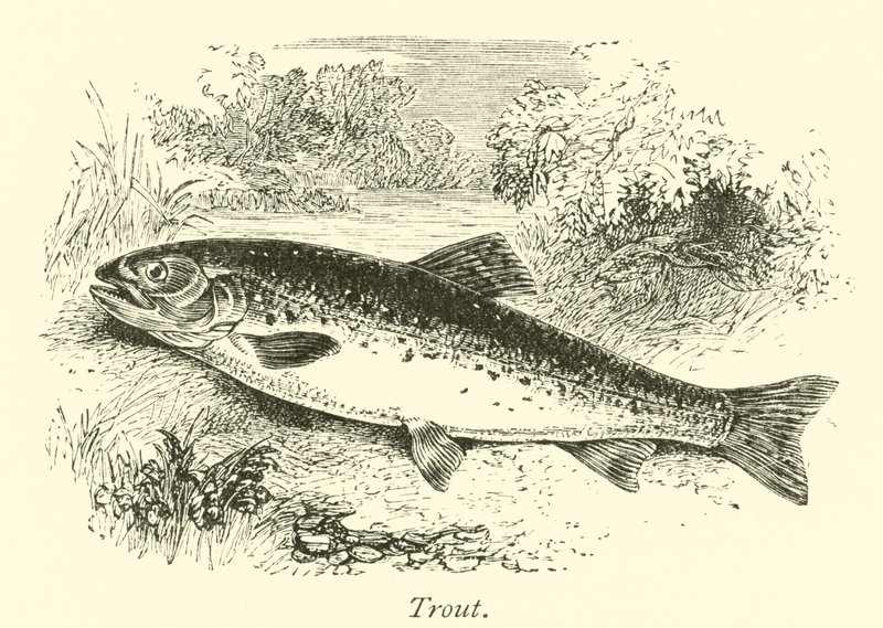 Trout by English School